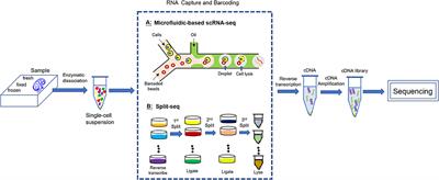 Single Cell Transcriptome Helps Better Understanding Crosstalk in Diabetic Kidney Disease